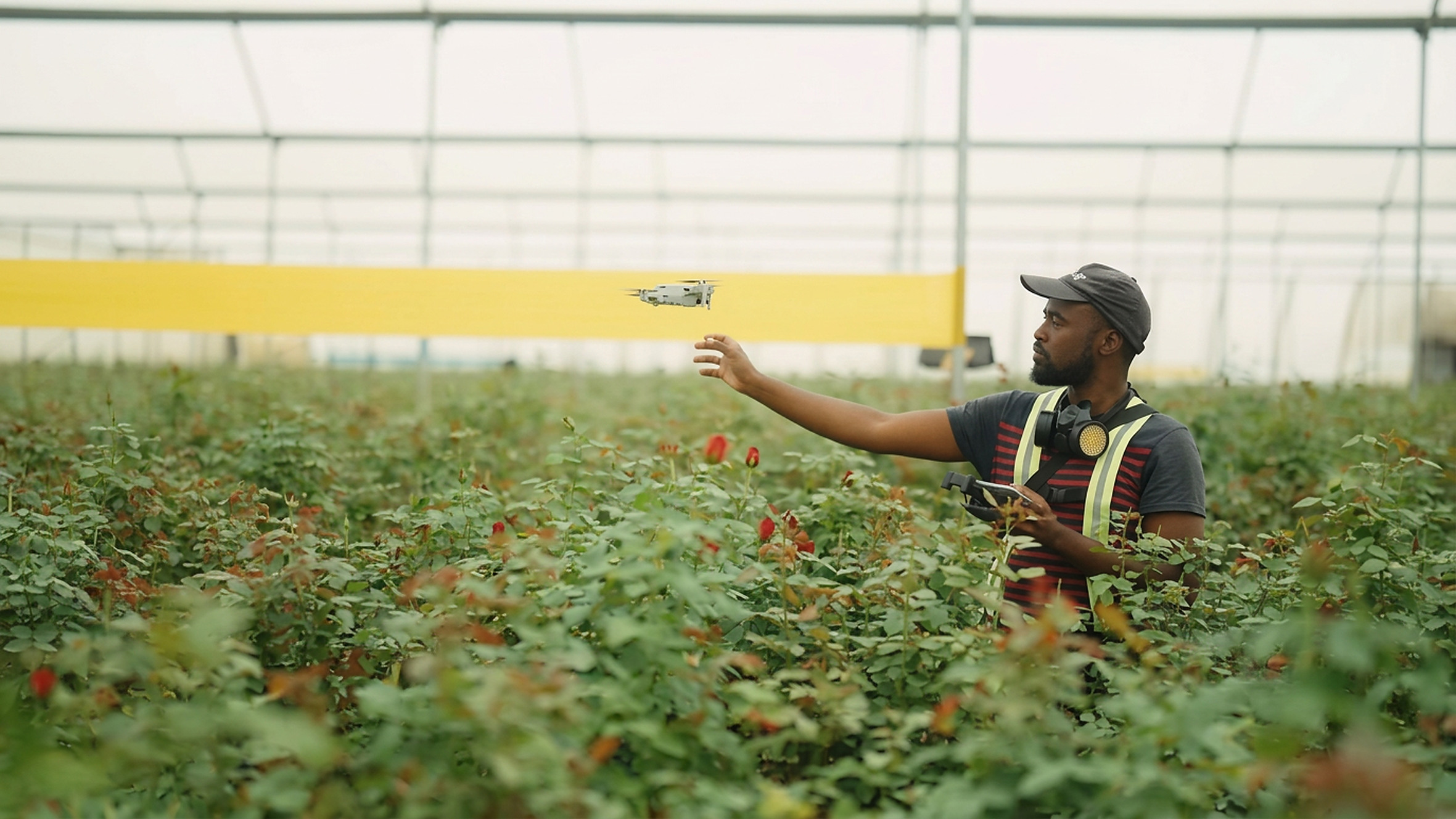 Grower releasing a small drone over cut flower rows inside a greenhouse