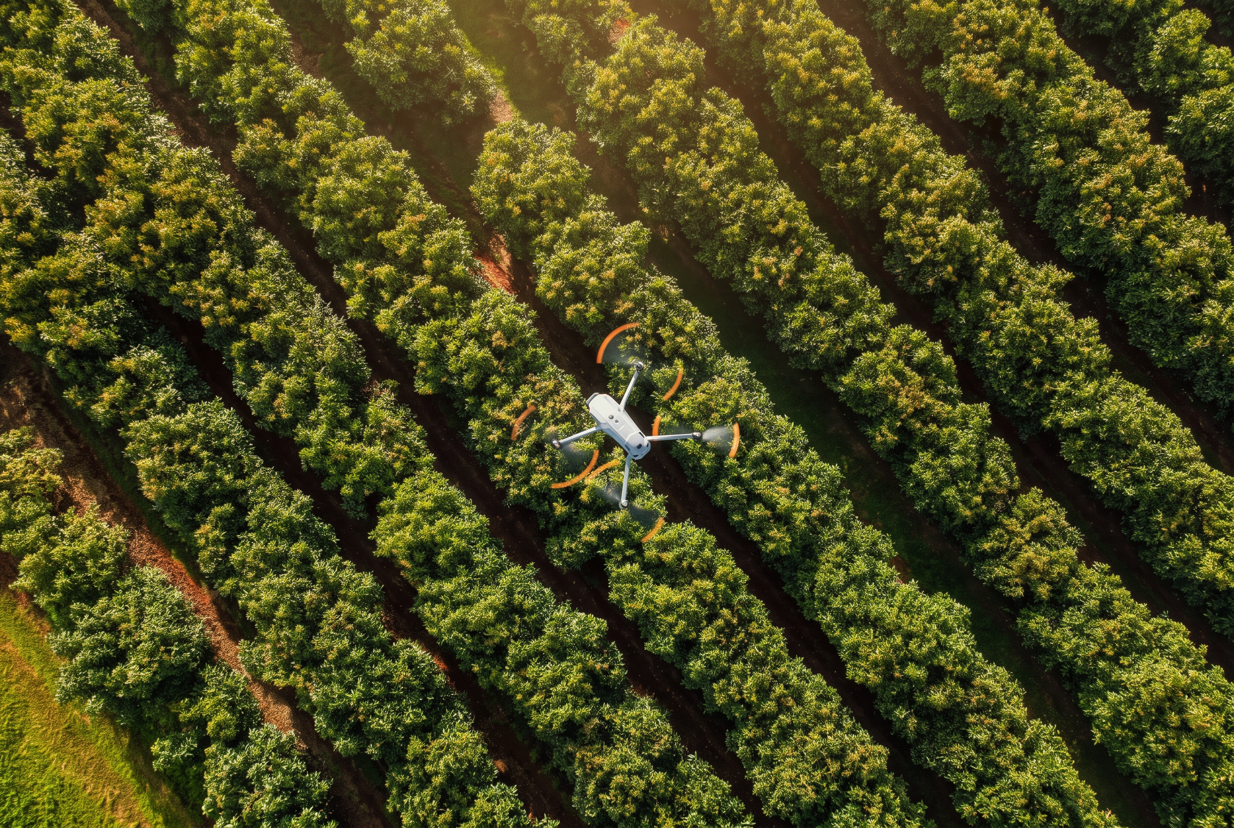 Aerial view over rows of an orchard in warm evening light